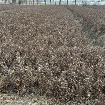 精选鲜白术安徽阜阳产地直供质量上乘货源充足量大优惠