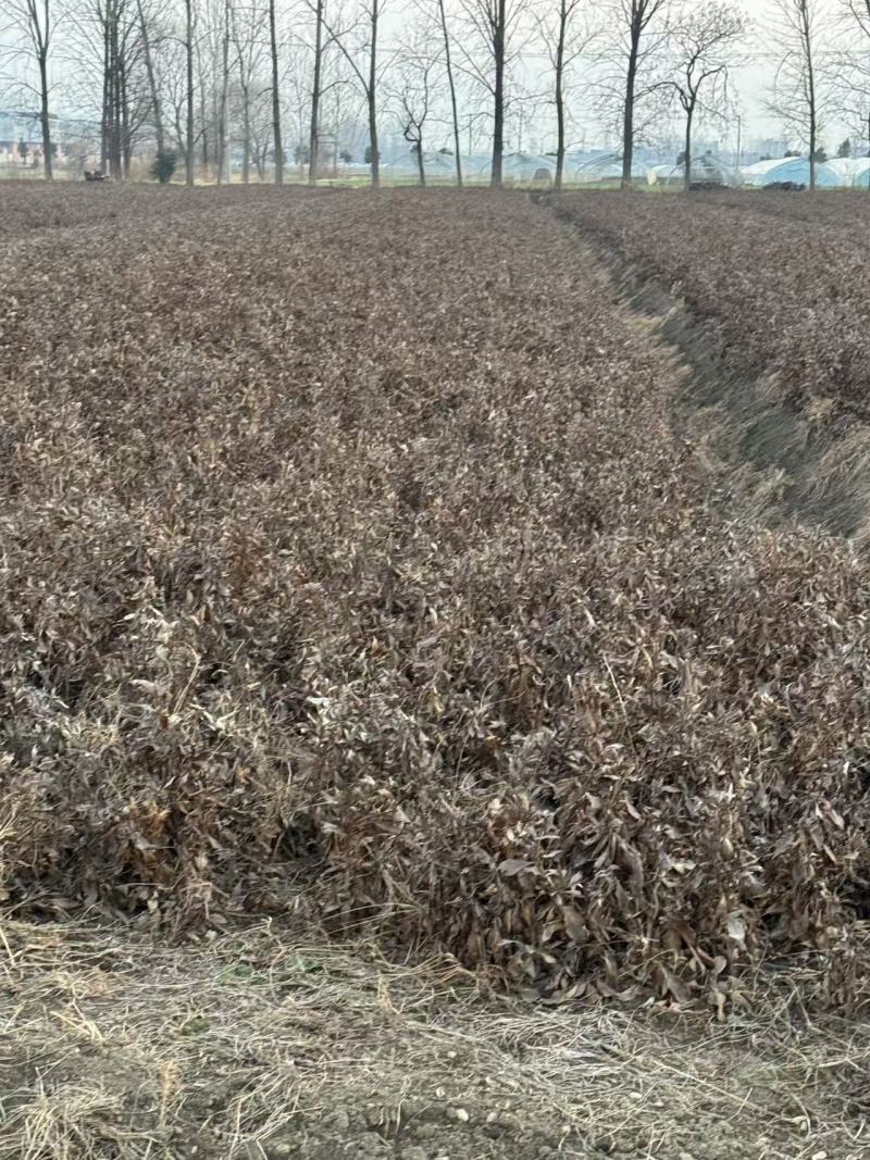 精选鲜白术安徽阜阳产地直供质量上乘货源充足量大优惠