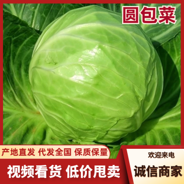 河北邯郸包菜新鲜甘蓝露天种植原产地直发欢迎采购