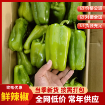 精品青椒每天大量有货支持各大商**市场