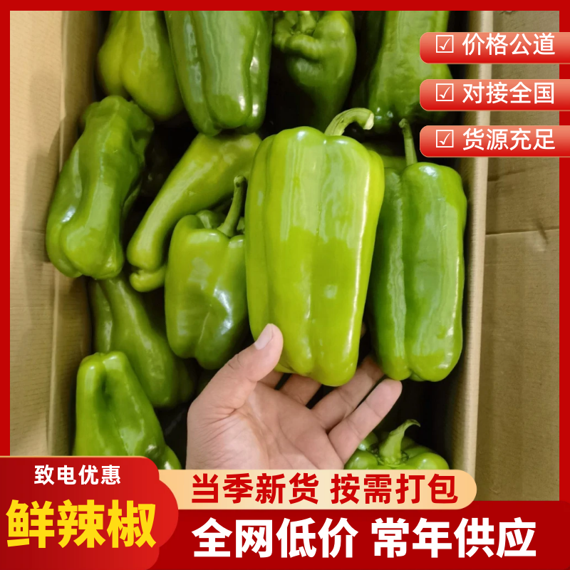 精品青椒每天大量有货支持各大商**市场