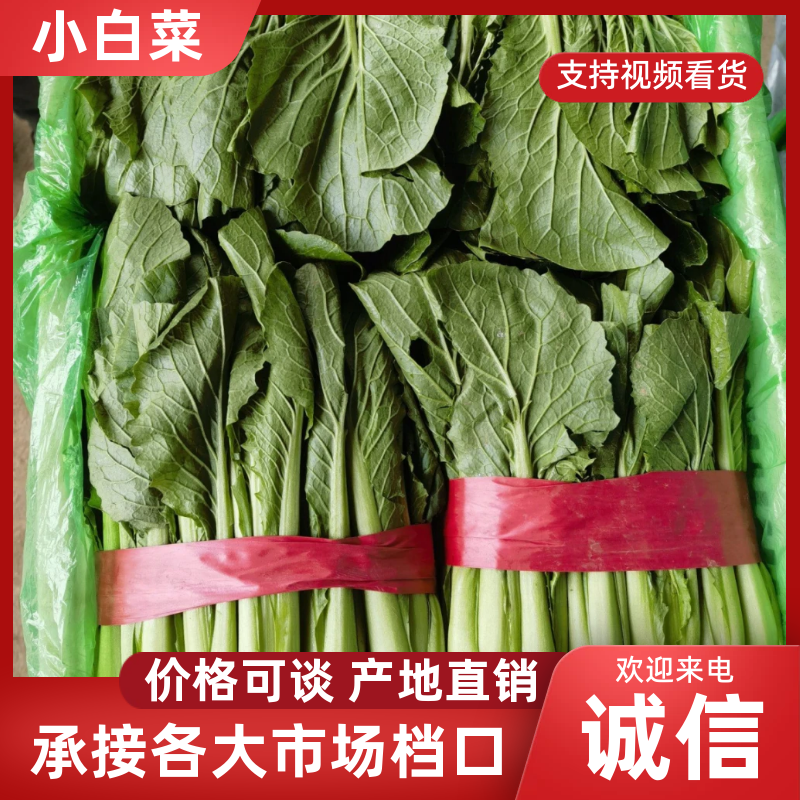 精品小白菜支持各大商超平台以及各大市场四季有货