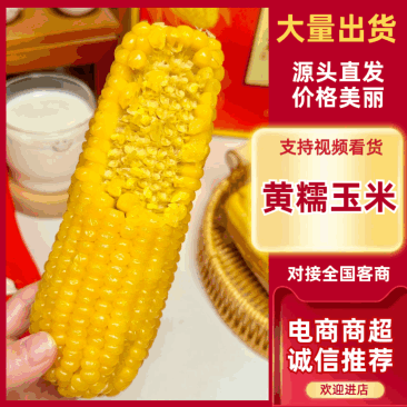 黄糯玉米原产地直发支持电商一件代发欢迎对接秒回