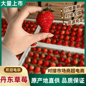 丹东草莓原产地发货支持电商独立包装产地直销