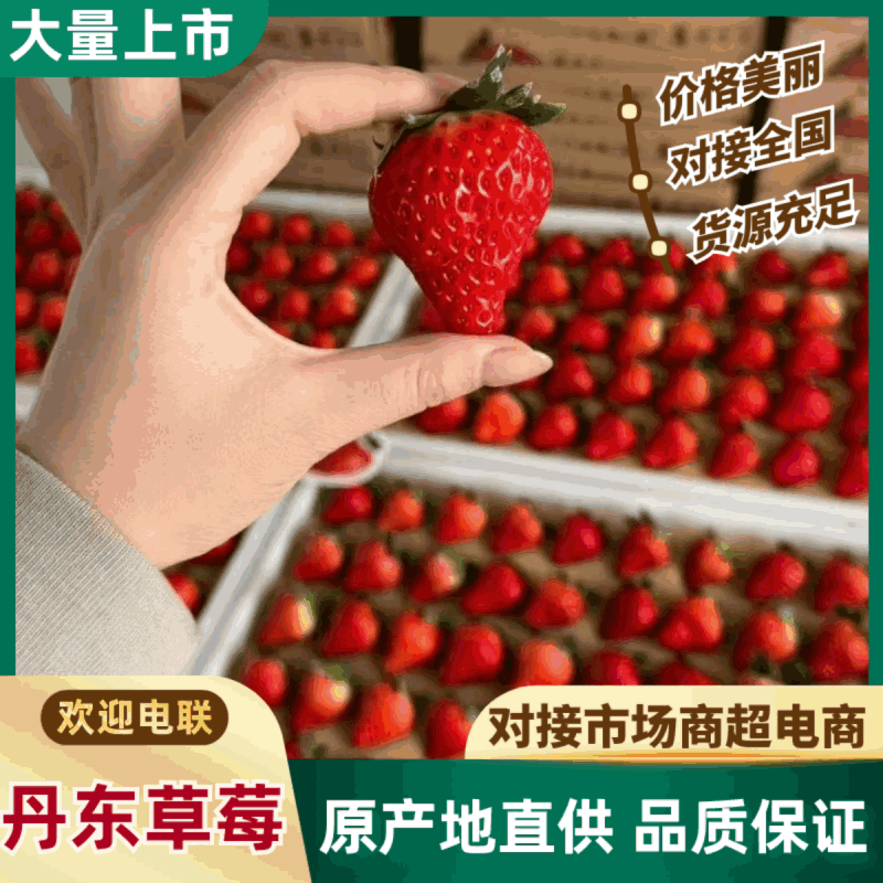 丹东草莓原产地发货支持电商独立包装产地直销