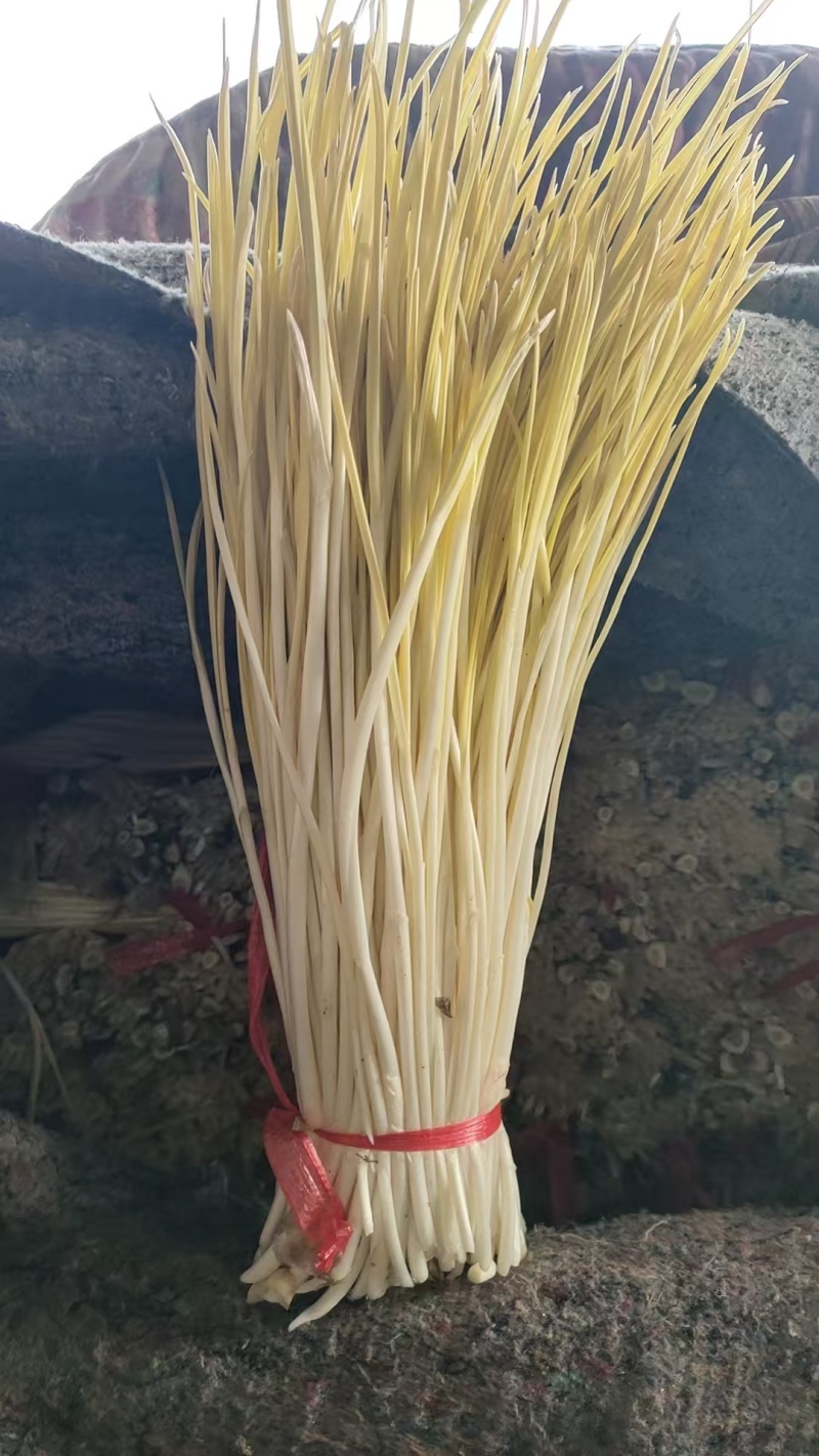 山东临沂精品蒜黄/量大从优/一手货源/产地直发