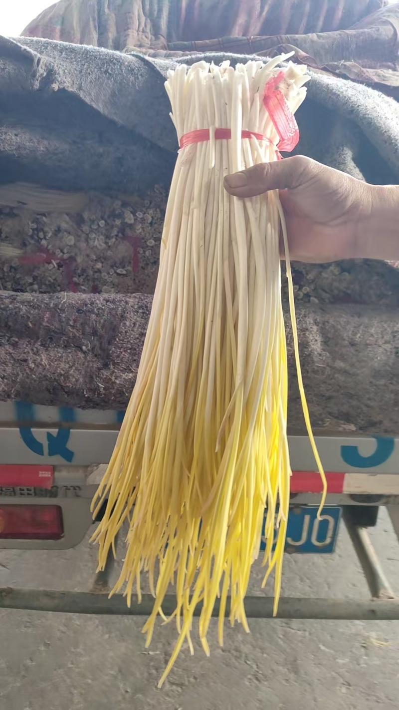 山东临沂精品蒜黄/量大从优/一手货源/产地直发