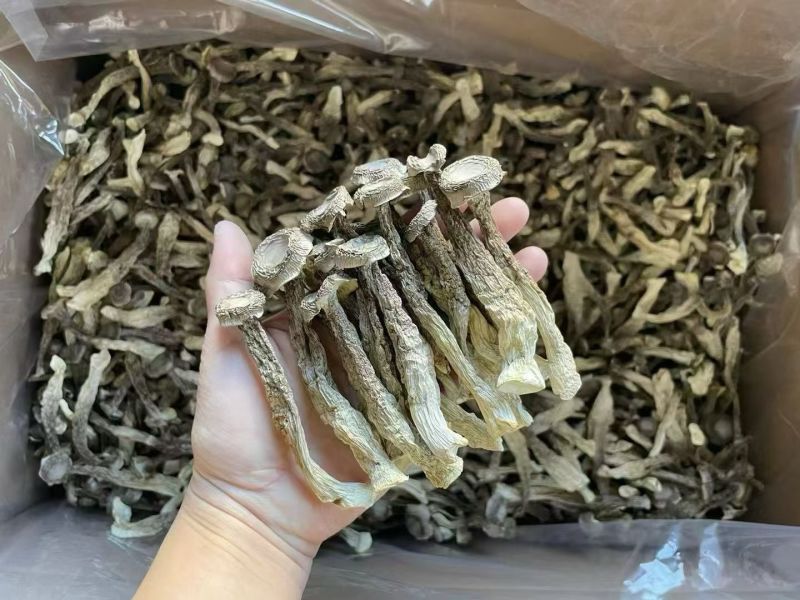 鹿茸菇干货鹿茸菌嫩仔鹿茸菇商用批发鹿茸菇电商款鹿