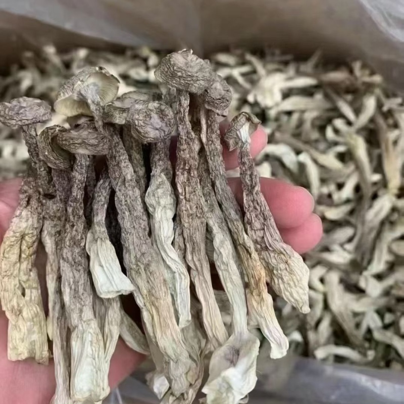 鹿茸菇干货鹿茸菌嫩仔鹿茸菇商用批发鹿茸菇电商款鹿