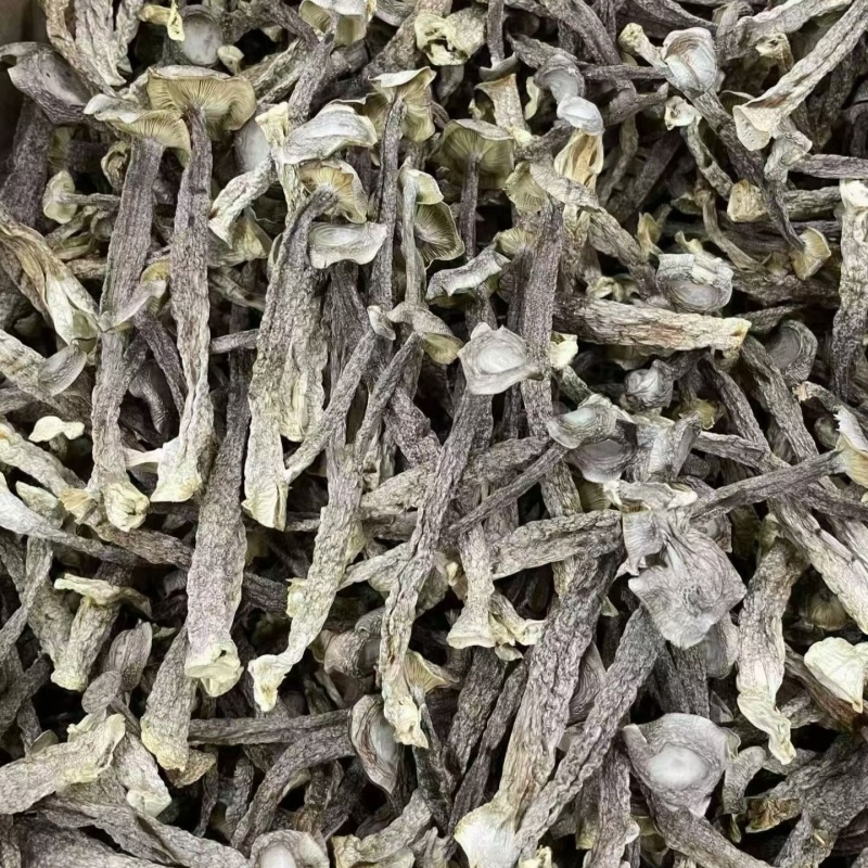 鹿茸菇干货鹿茸菌嫩仔鹿茸菇商用批发鹿茸菇电商款鹿