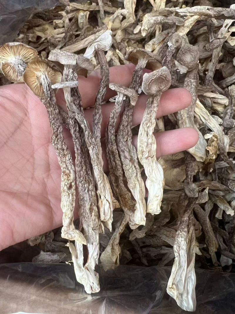 鹿茸菇干货鹿茸菌嫩仔鹿茸菇商用批发鹿茸菇电商款鹿