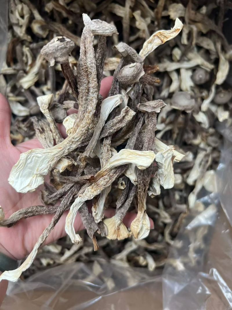 鹿茸菇干货鹿茸菌嫩仔鹿茸菇商用批发鹿茸菇电商款鹿