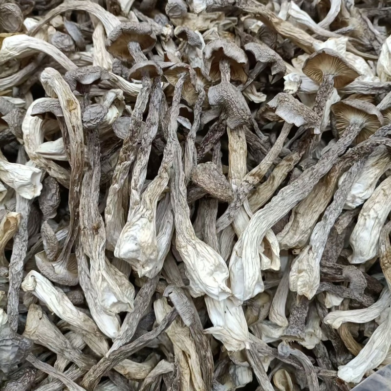 鹿茸菇干货鹿茸菌嫩仔鹿茸菇商用批发鹿茸菇电商款鹿