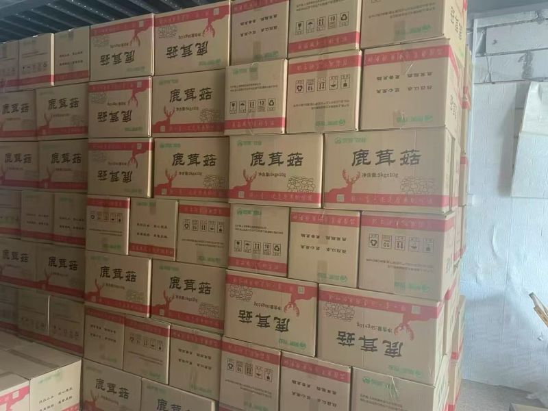 鹿茸菇干货鹿茸菌嫩仔鹿茸菇商用批发鹿茸菇电商款鹿