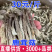鹿茸菇干货鹿茸菌嫩仔鹿茸菇商用批发鹿茸菇电商款鹿
