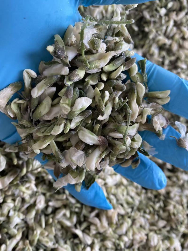 槐花新鲜槐花山东槐花春天的味道好价格实惠对接市场