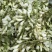 槐花新鲜槐花山东槐花春天的味道好价格实惠对接市场