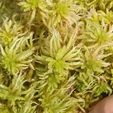 精品水苔品质保证价格优惠产地直发欢迎大家