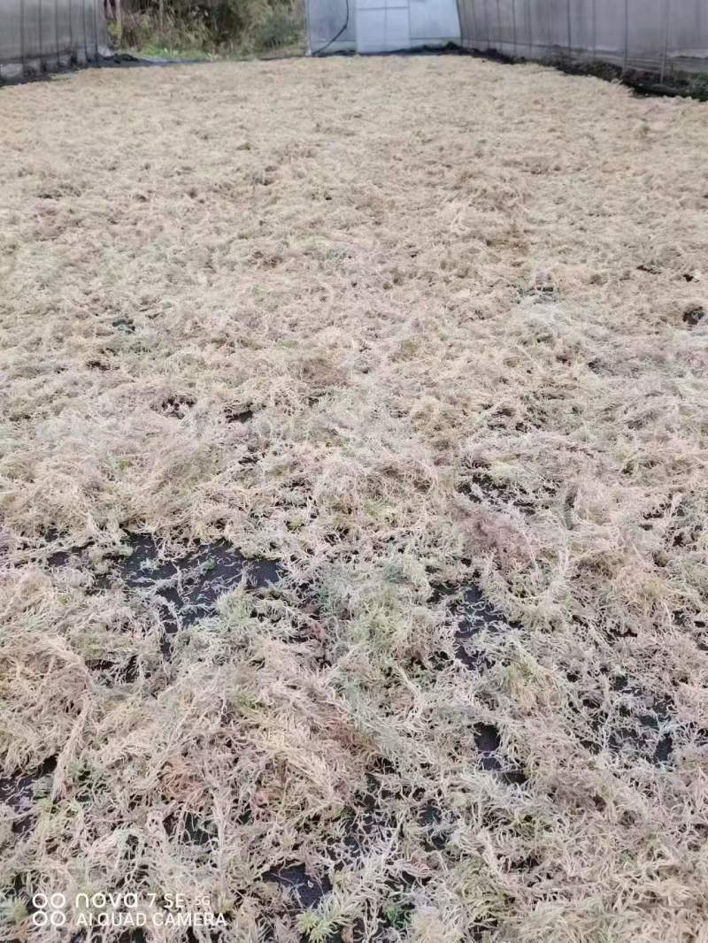 精品水苔品质保证价格优惠产地直发欢迎大家