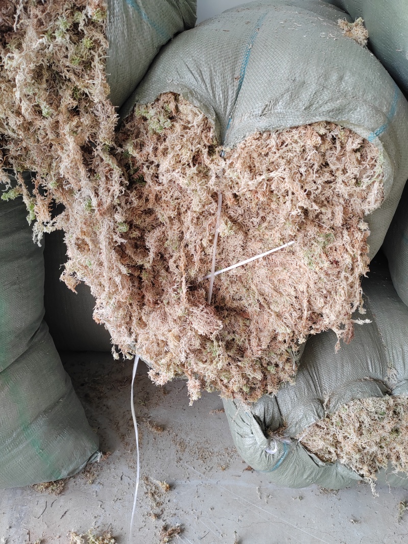 精品水苔品质保证价格优惠产地直发欢迎大家