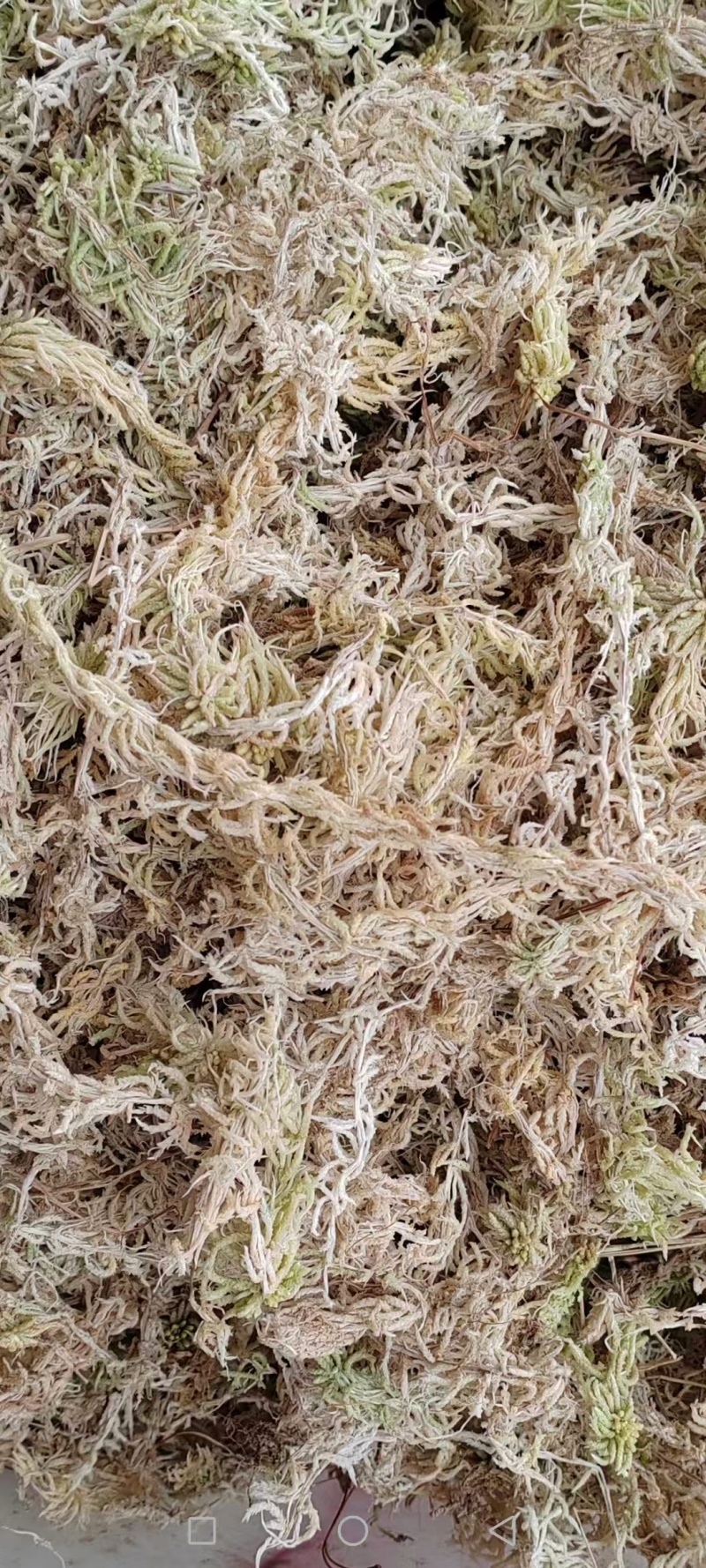 精品水苔品质保证产地直发实力商家欢迎合作