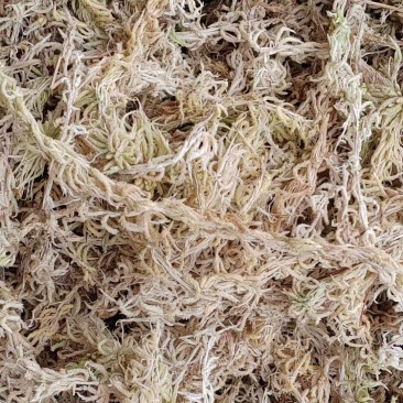 精品水苔产地直发价格优惠欢迎合作量大优惠