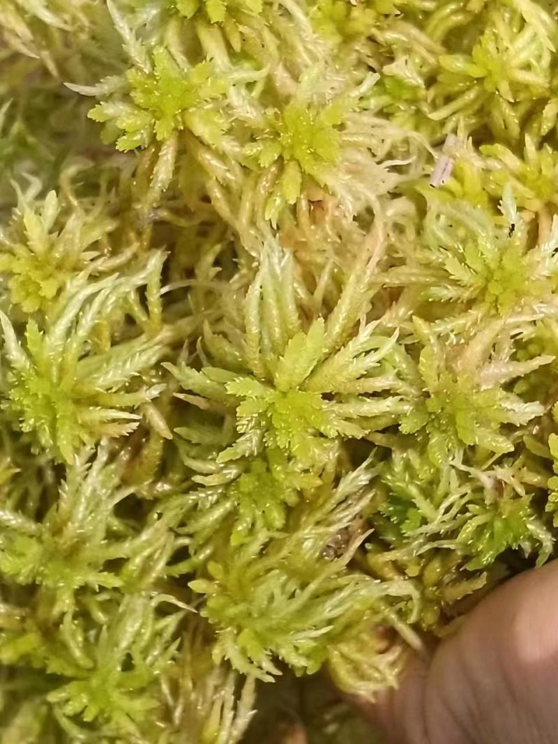 精品水苔产地直发价格优惠欢迎合作量大优惠