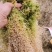 精品水苔产地直发价格优惠欢迎合作量大优惠