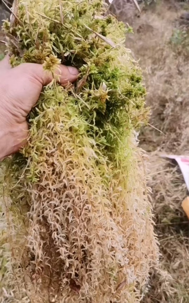 精品水苔产地直发价格优惠欢迎合作量大优惠