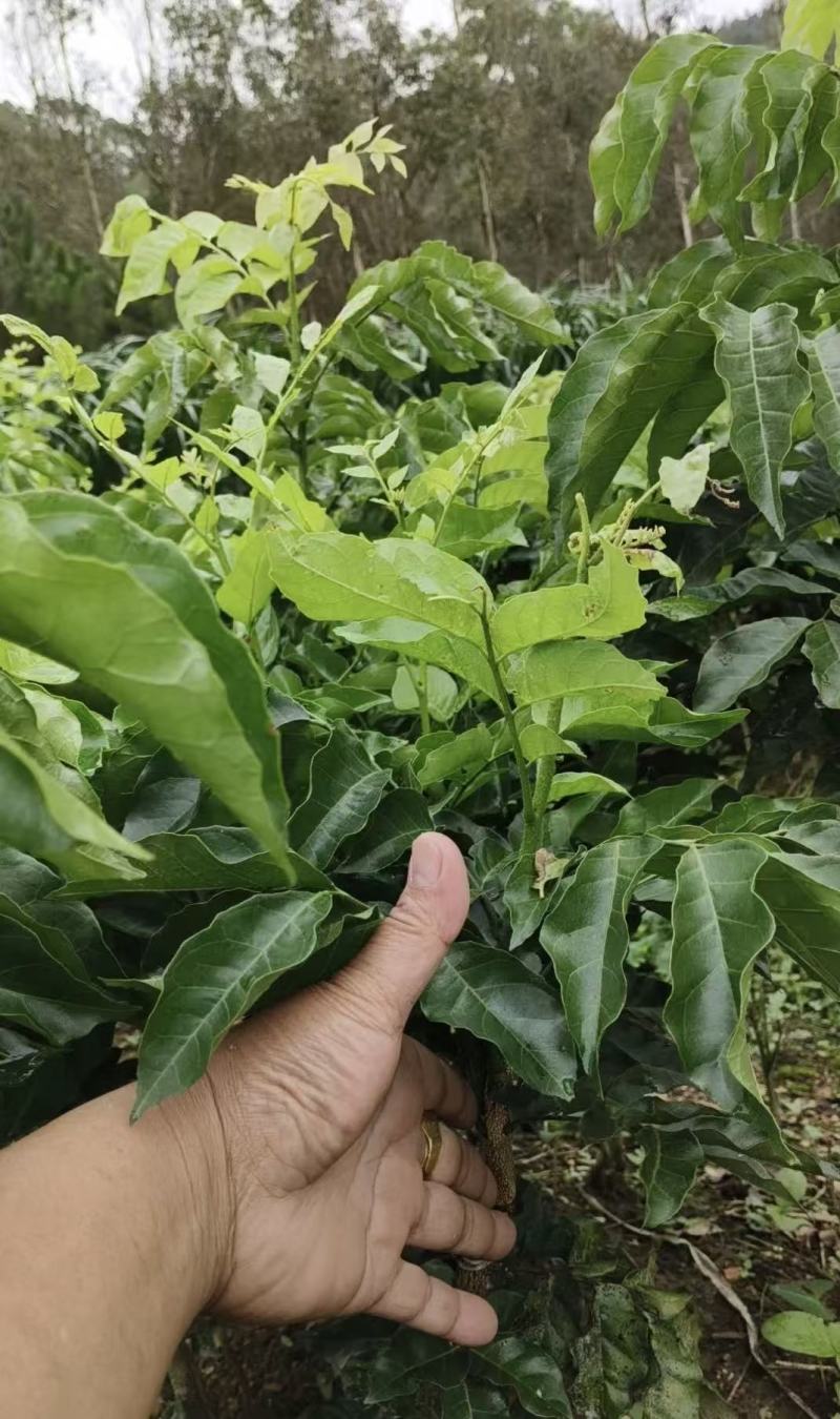 黄皮果苗黑黄皮苗，黑金刚苗，基地直供，成活率高，欢迎电联
