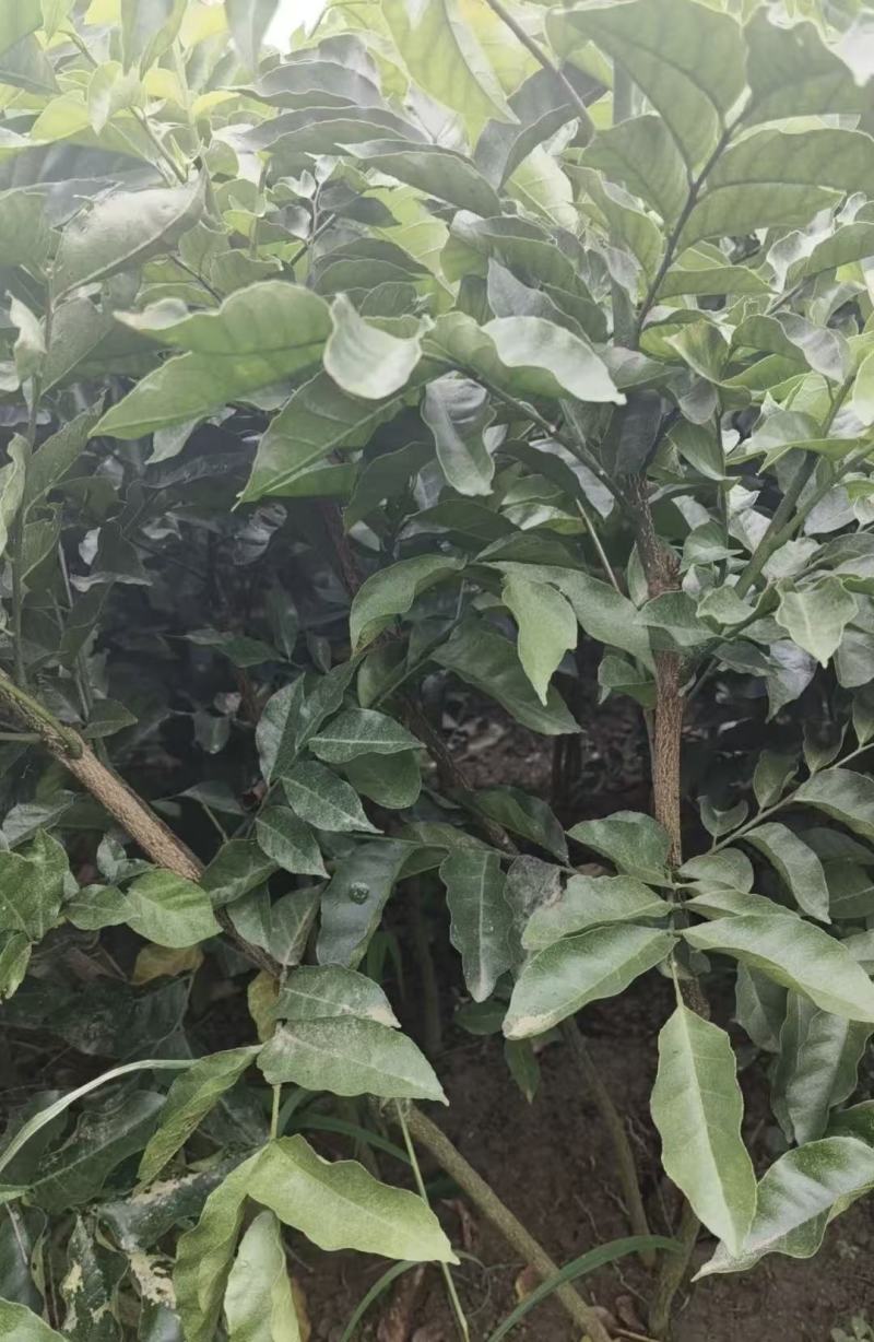 黄皮果苗黑黄皮苗，黑金刚苗，基地直供，成活率高，欢迎电联