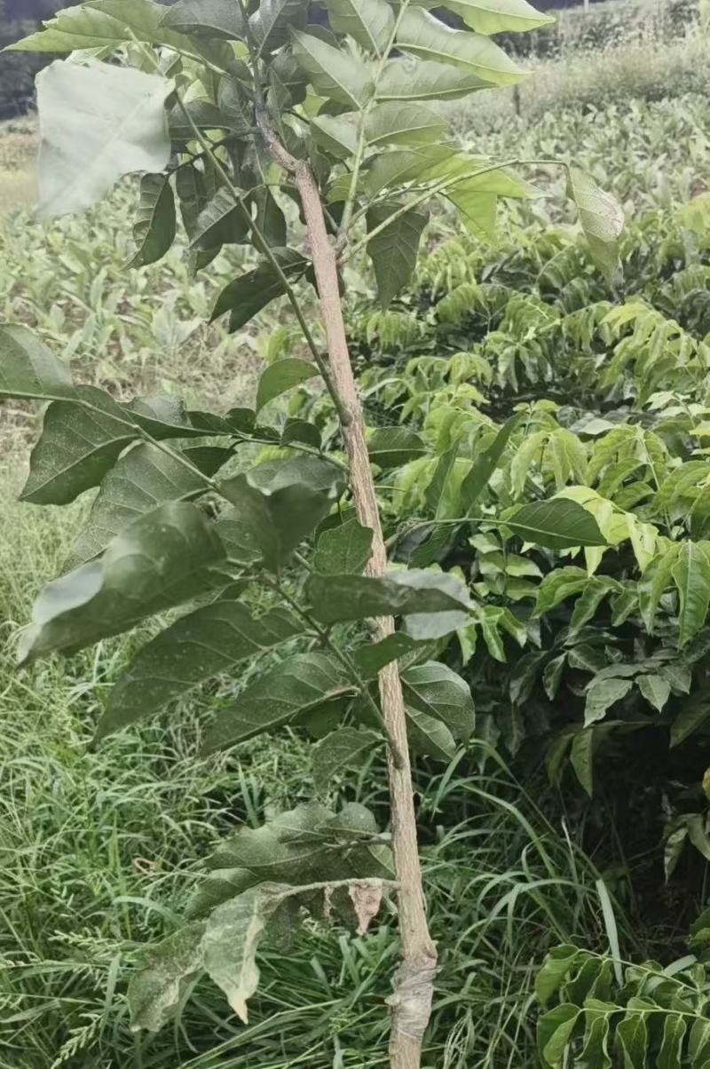 黄皮果苗黑黄皮苗，黑金刚苗，基地直供，成活率高，欢迎电联