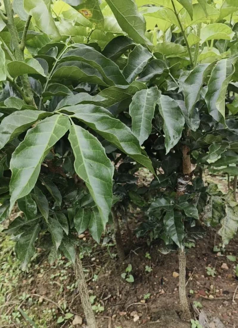 黄皮果苗黑黄皮苗，黑金刚苗，基地直供，成活率高，欢迎电联