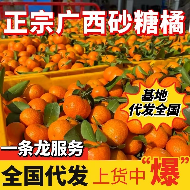 砂糖橘精品沙糖橘桔广西桂林回头客超多对接电商市场
