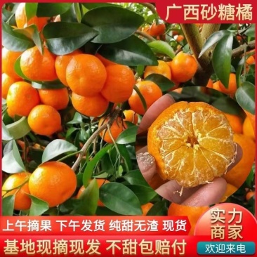 【实力推荐】沙糖桔砂糖橘产地直发对接全国可视频看货