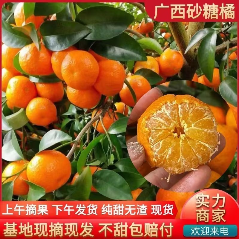 【实力推荐】沙糖桔砂糖橘产地直发对接全国可视频看货