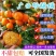 【今日推荐】广西沙糖桔可视频看货砂糖橘品质保证