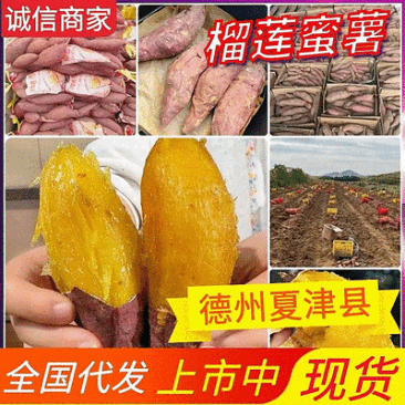 【榴莲蜜薯】夏津红薯/现货供应/对接批发电商团购商超