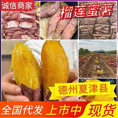 【榴莲蜜薯】夏津红薯/现货供应/对接批发电商团购商超