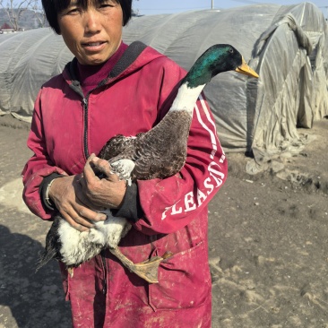 【热卖中】散养绍兴绿头鸭,200多天散养土鸭活鸭基地直发