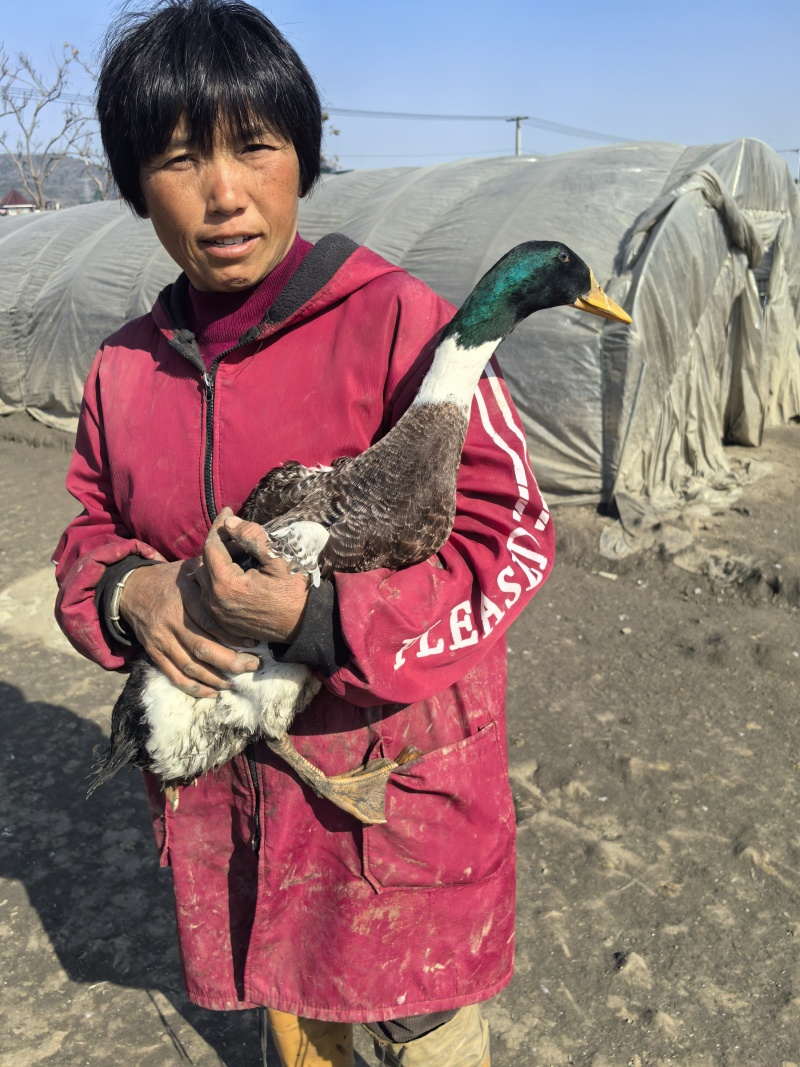 【热卖中】散养绍兴绿头鸭，200多天散养土鸭活鸭基地直发