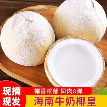 海南牛奶椰皇新鲜椰子蛋椰青小奶香椰现摘热带水果一件代发