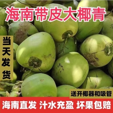 海南新鲜带皮椰青现摘大椰青特产绿皮嫩椰子当季水果一件代发