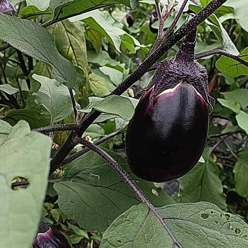 特大牛心茄子种子早熟紫把黑茄子黑罐茄籽高产易种植大面积
