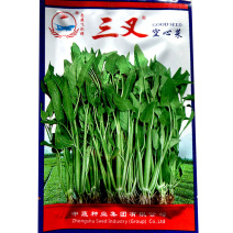 福建三叉空心菜种子30g青梗大叶粗梗叶片绿口感细嫩四季