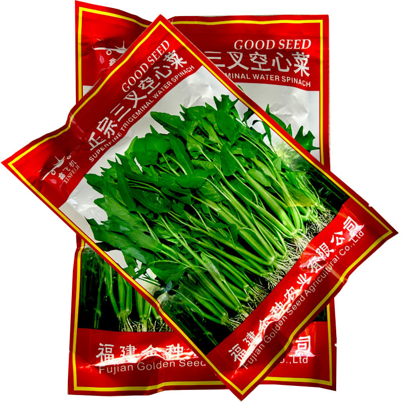 鑫飞机正宗三叉空心菜种子春夏秋季雍菜旱地水田通心菜阳台盆