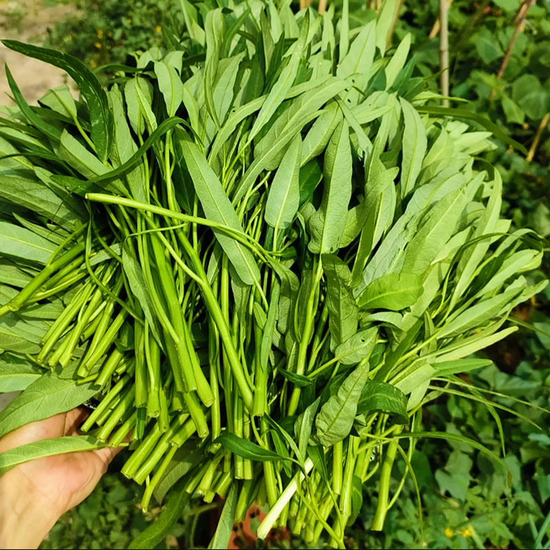 双鱼牌泰国空心菜种子细叶柳叶空心菜种籽茎秆青绿色水培芽苗