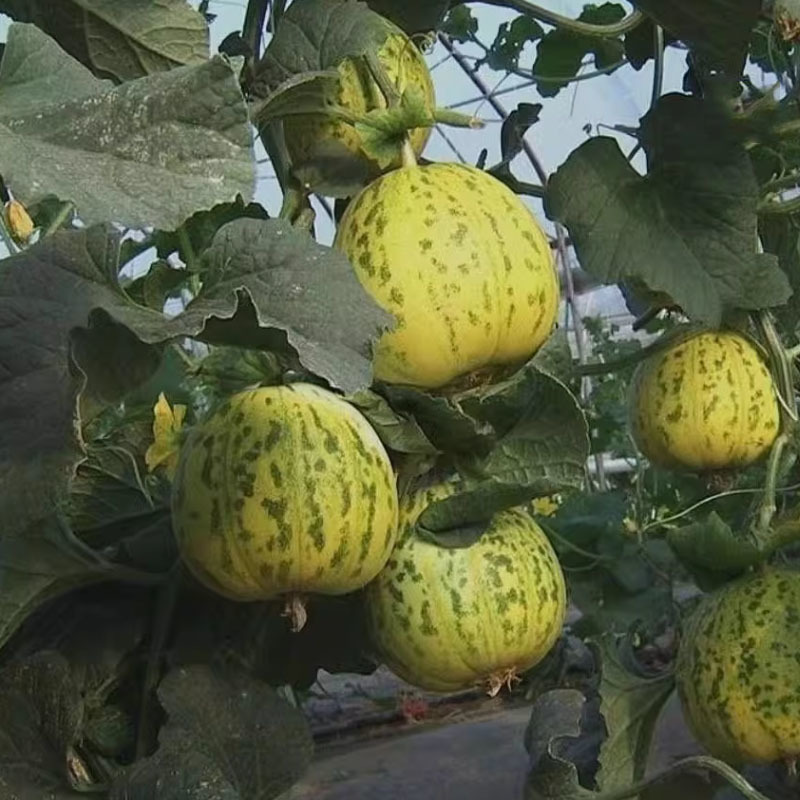 景甜丽花5号绿宝石甜瓜种子香瓜大果薄皮绿肉瓜果