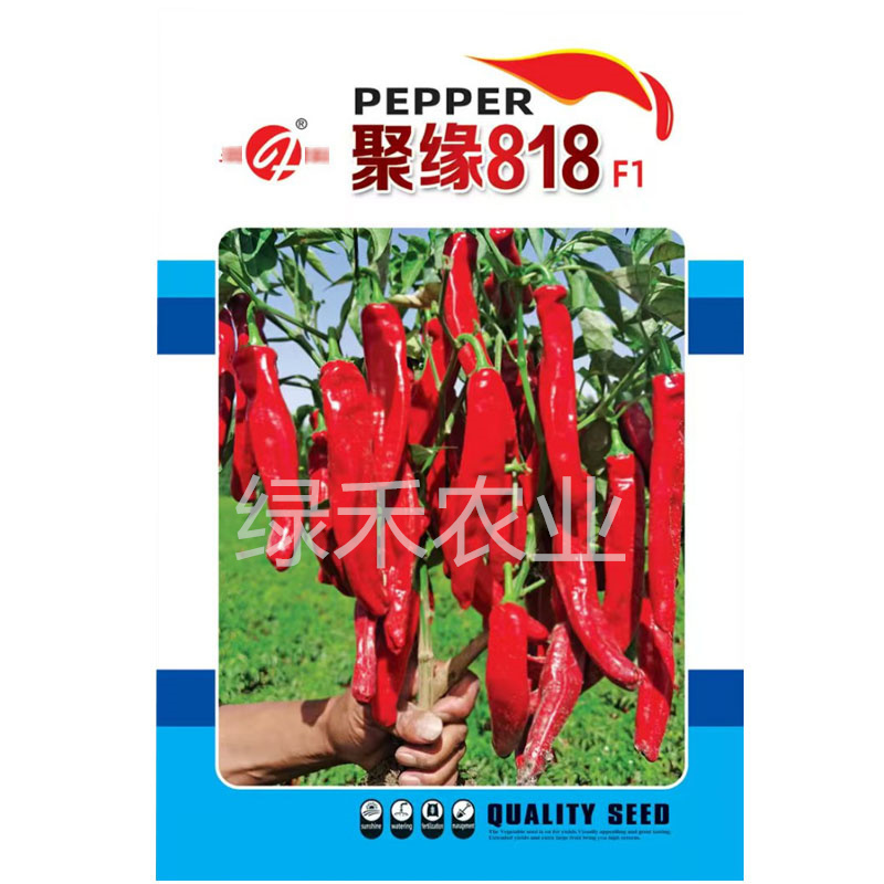 聚缘818辣椒种子中熟羊角形株型紧凑干鲜两用基地品种