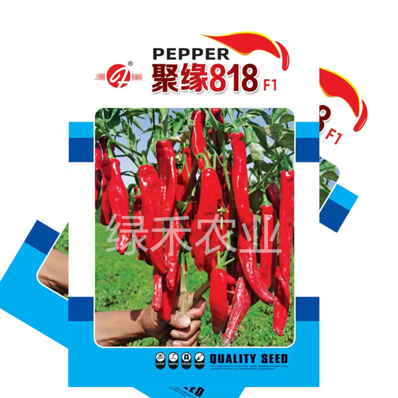 聚缘818辣椒种子中熟羊角形株型紧凑干鲜两用基地品种